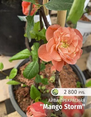 Mango Storm